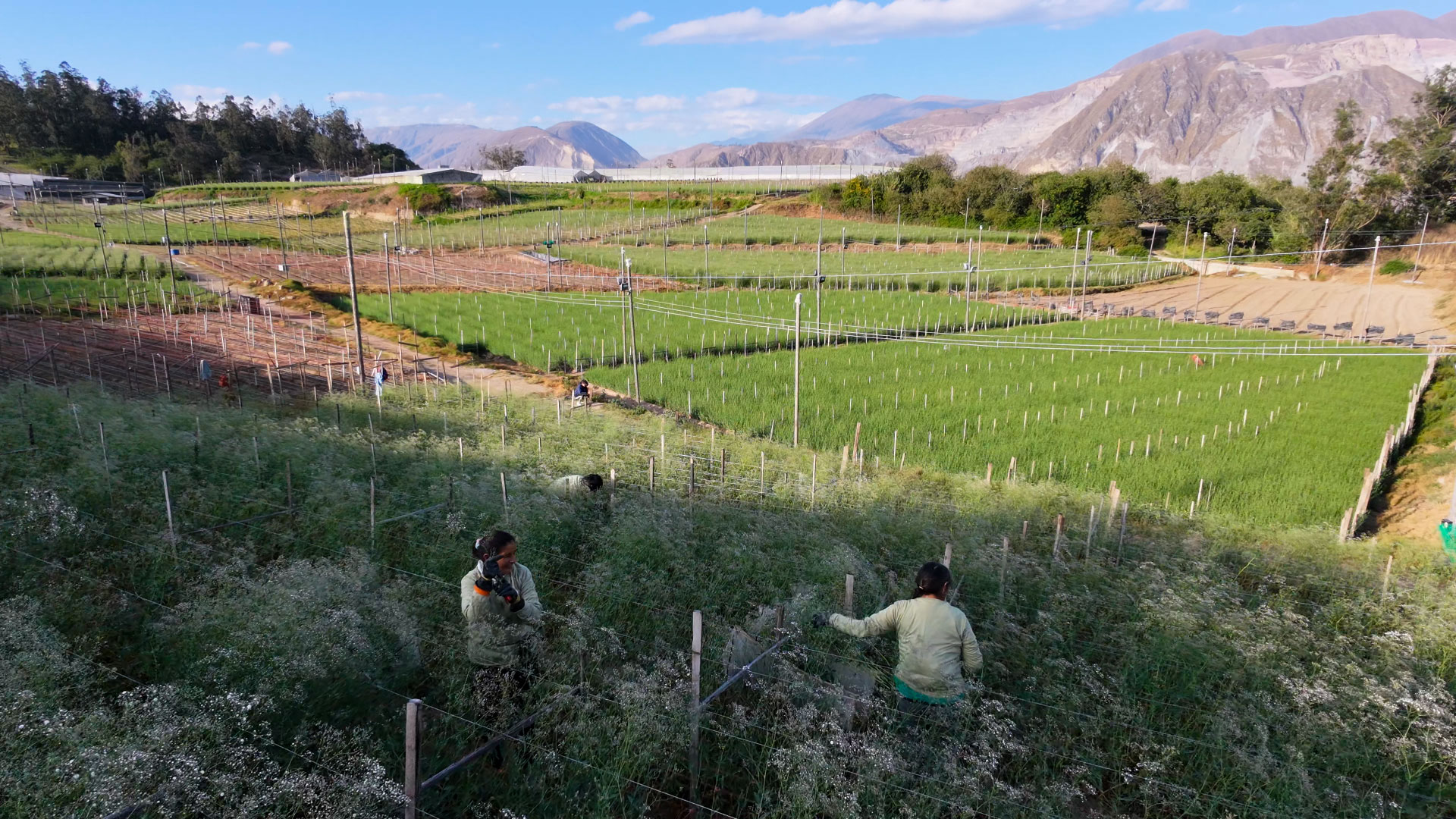 Cultivo de flores de verano Floramar en Ecuador