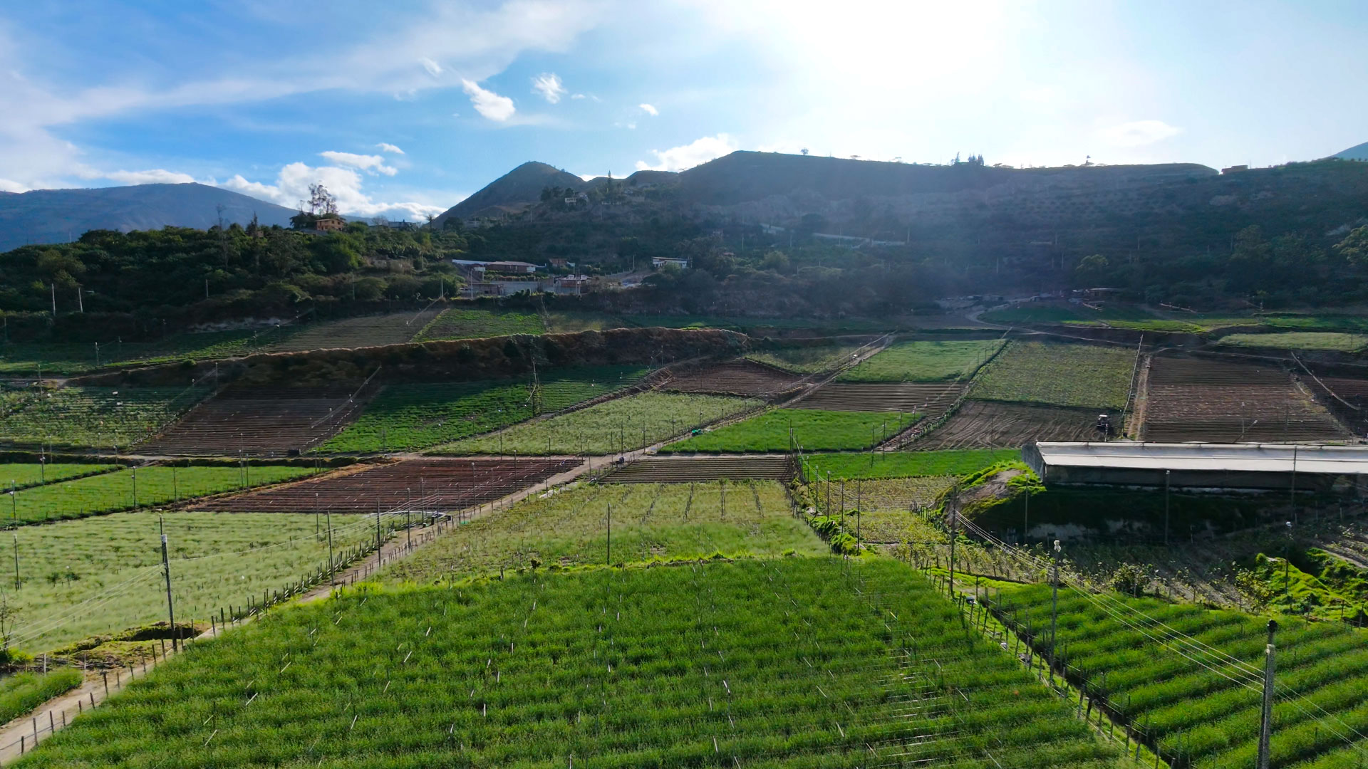 Finca de flores Floramar en Ecuador
