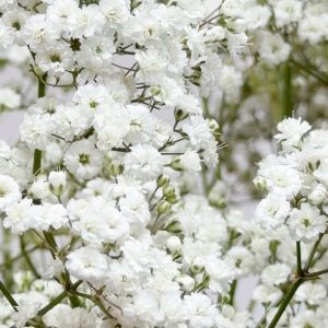 Gypsophila Million Stars