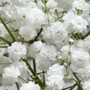 Gypsophila Xlence