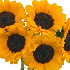 Sunflower Vincent Choice